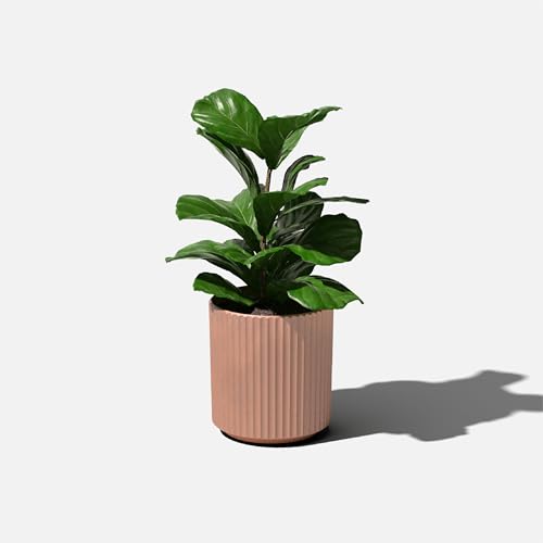 Demi Series Planter (Terracotta / 12 Inch)