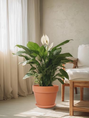 12 Inch Terracotta Pot with Saucer (12 Inch)