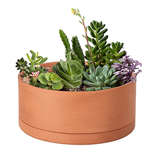 Terracotta Shallow Planter Pot with Saucer (10 Inch)