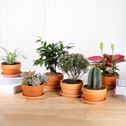 5 Inch Terracotta Shallow Pots Set with Saucer (Shallow 5 inch-6 pcs)