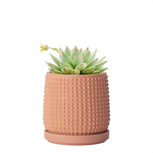 Beaded Terracotta Pot with Saucer (4.3 Inch / Terracotta)