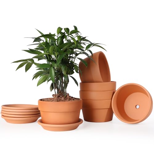 5 Inch Terracotta Shallow Pots Set with Saucer (Shallow 5 inch-6 pcs)