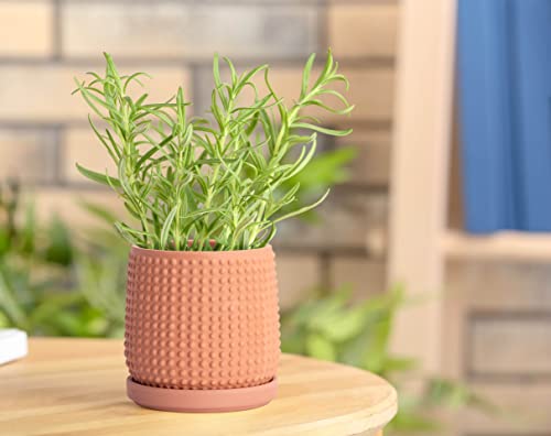 Beaded Terracotta Pot with Saucer (4.3 Inch / Terracotta)