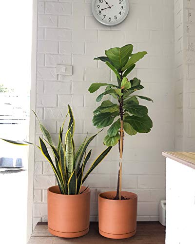 3 Pack Classic Terracotta Pots & Saucers (8+10+12 Inch / Terracotta)