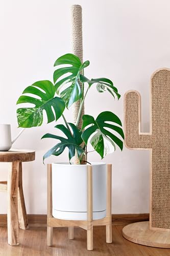 Ceramic Pot with Natural Wood Stand (12 Inch / White Pot + Natural Stand)