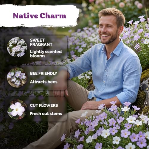 2 000 Mountain Phlox Heirloom Flower Seeds