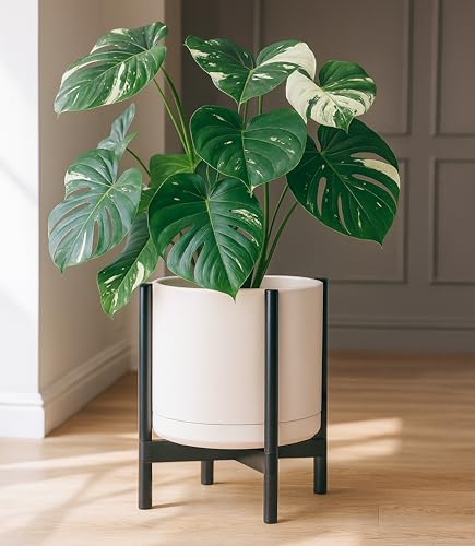 Ceramic Pot with Ebony Wood Stand (14 Inch / Oatmeal Pot + Ebony Stand)
