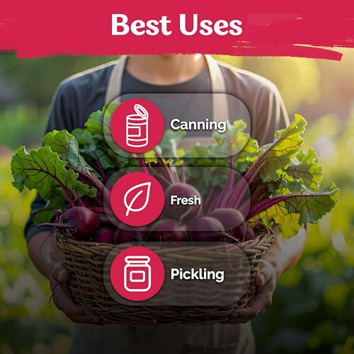 1 200 Detroit Dark Red Beet Heirloom Vegetable Seeds