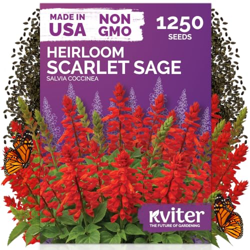 1 250 Scarlet Sage Heirloom Flower Seeds for Planting