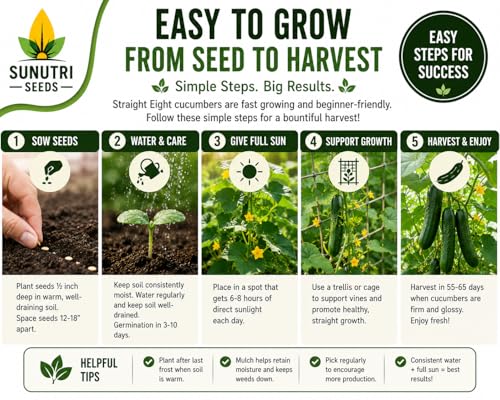 Straight Eight Cucumber Seeds for Planting