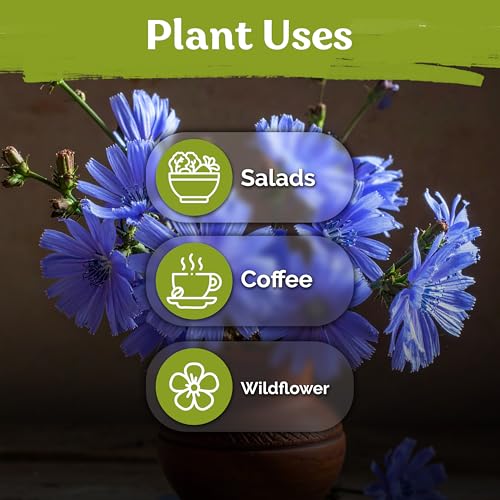 1 100 Chicory Heirloom Flower Seeds for Planting