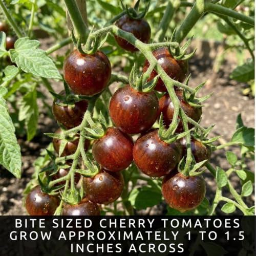 Black Pearl Tomato Seeds for Planting (Black Pearl Tomato)