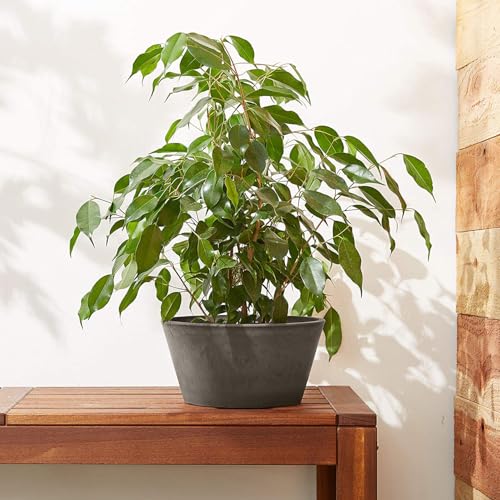 PSW Pot Collection TD25DC Plastic (Dark Charcoal / 10 by 5-Inch)