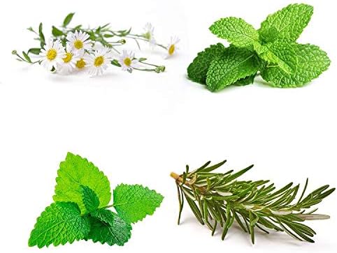 Herb Tea Garden Seeds Collection - 4 Pack of Organic Herb Tea Seeds - Chamomile, Mint, Lemon Balm, Rosemary Seeds, Heirloom Non-GMO Seeds for Planting