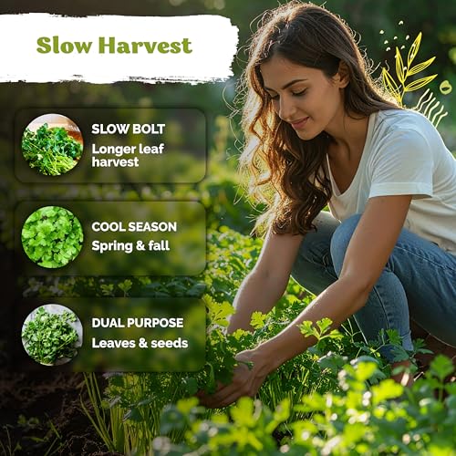 1 000 Slow Bolt Cilantro Heirloom Herb Seeds