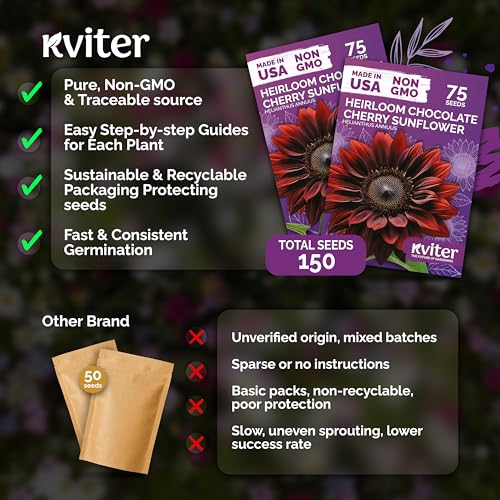 150 Chocolate Cherry Sunflower Heirloom Flower Seeds