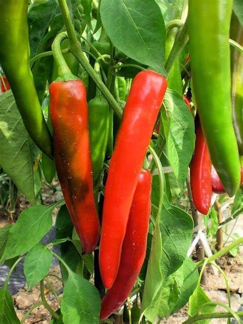 120 Anaheim Chile Hot Pepper seeds for planting 1 gram of seeds Heirloom Non GMO Garden Vegetable bulk Survival