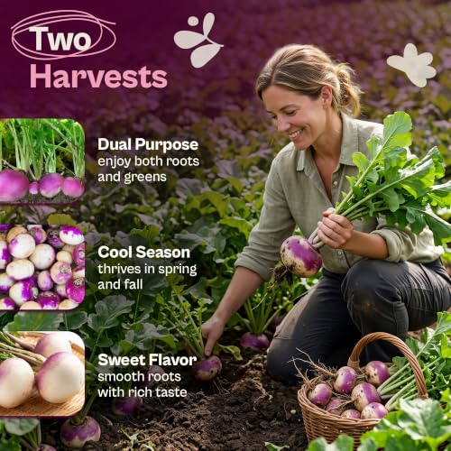 2500 Purple Top White Globe Turnip Seeds Vegetable Seeds