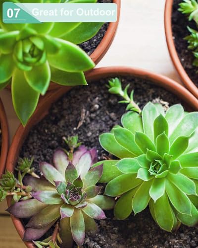 5.7 Inch Terracotta Shallow Succulent Pot (Brown / 5.7 Inch)