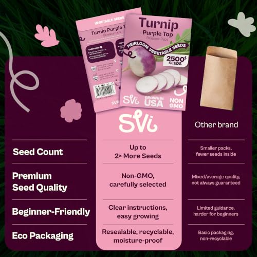 2500 Purple Top White Globe Turnip Seeds Vegetable Seeds