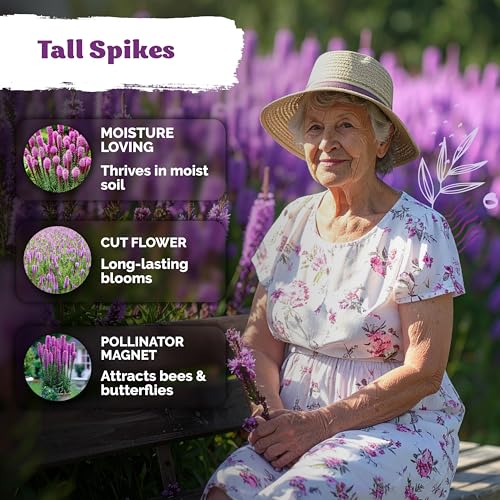 1 200 Marsh Blazing Star Heirloom Flower Seeds