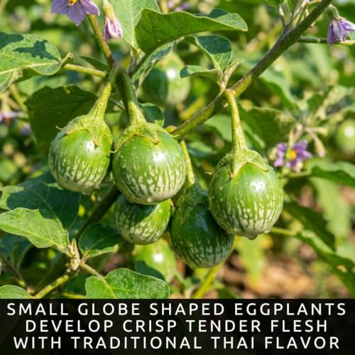 Thai Eggplant Seeds for Planting (Thai Eggplant)