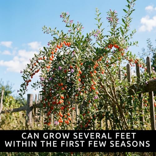 Goji Berry Seeds for Planting (Gojiberry)