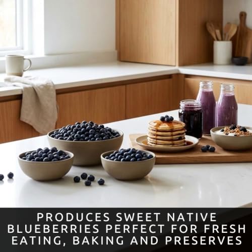 Lowbush Blueberry Seeds for Planting (Lowbush Blueberry)