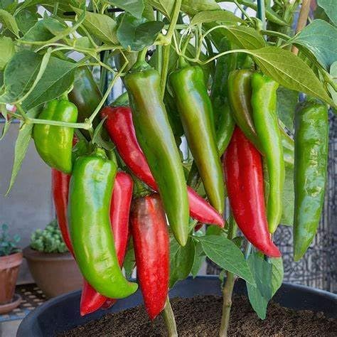 120 Anaheim Chile Hot Pepper seeds for planting 1 gram of seeds Heirloom Non GMO Garden Vegetable bulk Survival