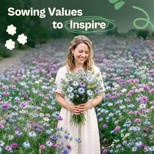 500 Mix Miss Jekyll Love in a Mist Heirloom Seeds Nigella damascena