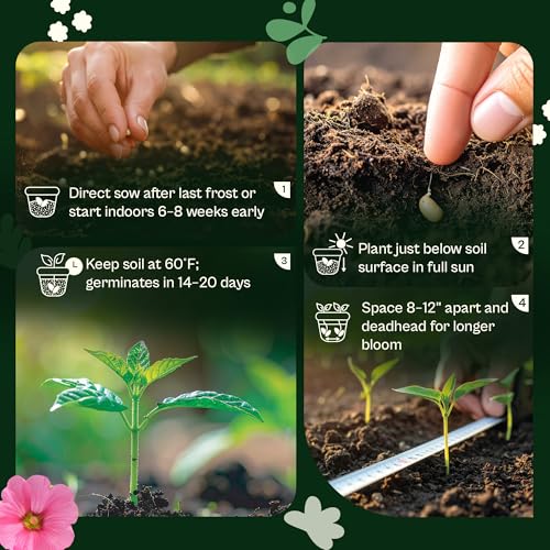 2500 Mix Sweet William Seeds