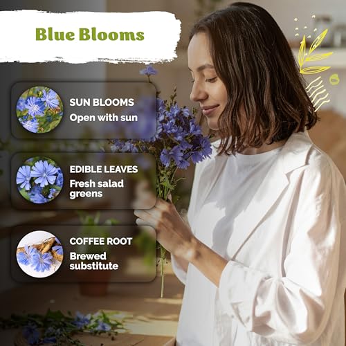 1 100 Chicory Heirloom Flower Seeds for Planting