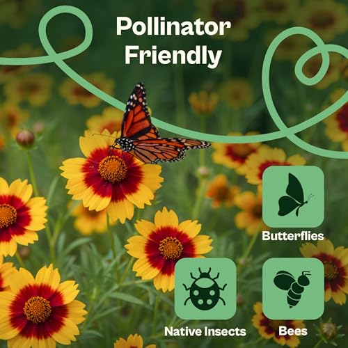 2500 Plains Coreopsis Seeds