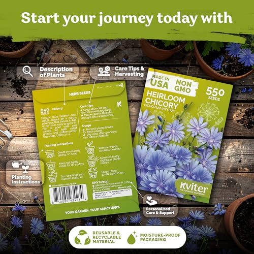 1 100 Chicory Heirloom Flower Seeds for Planting