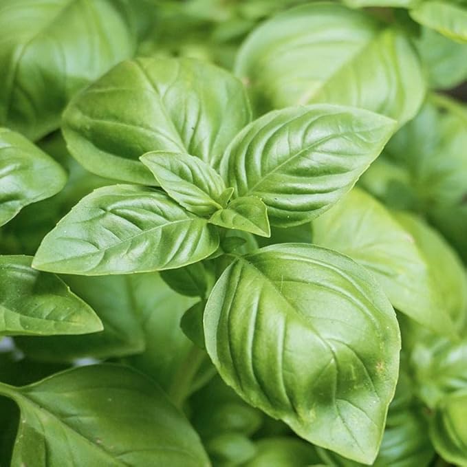 Pepper Joe's Culinary Herb Seed Variety Pack – 600+ Premium Herb Seeds – Basil, Dill, Rosemary, Thyme, Parsley, and Cilantro – Ultimate Herb Seed Bundle