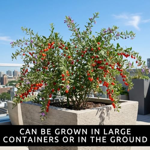 Goji Berry Seeds for Planting (Gojiberry)