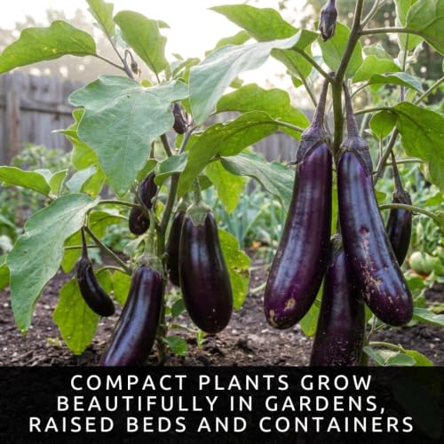 Long Purple Eggplant Seeds (Long Purple Eggplant)