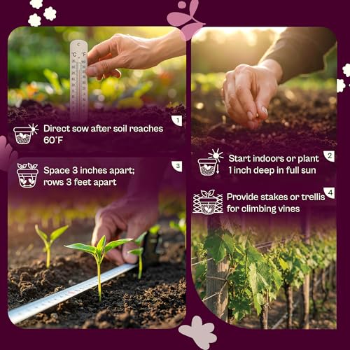 50 Rattlesnake Beans Seeds