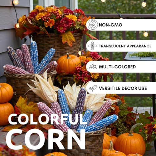 100 Glass Gem Indian Corn Seeds for Planting
