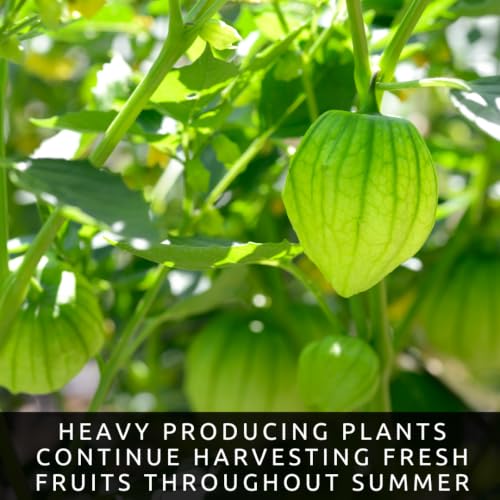 Green Tomatillo Seeds for Planting (Green Tomatillo)