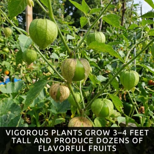 Green Tomatillo Seeds for Planting (Green Tomatillo)