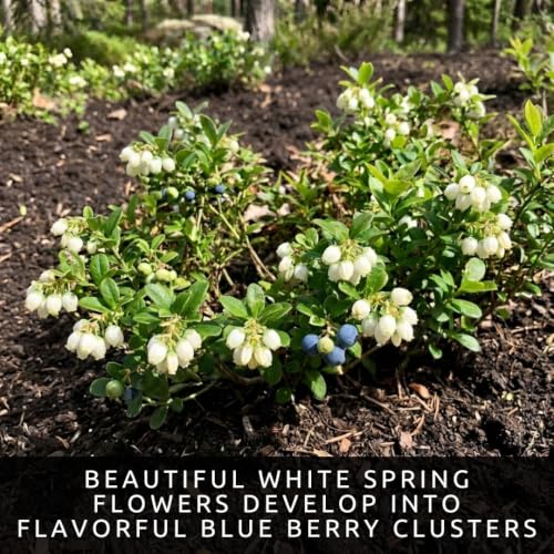 Lowbush Blueberry Seeds for Planting (Lowbush Blueberry)