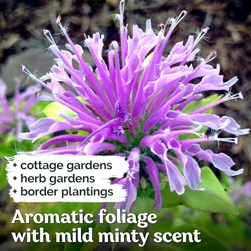 2 000 Wild Bergamot Heirloom Flower Seeds for Planting