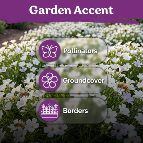 2 000 Mountain Phlox Heirloom Flower Seeds