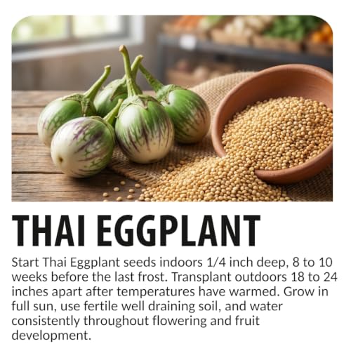 Thai Eggplant Seeds for Planting (Thai Eggplant)
