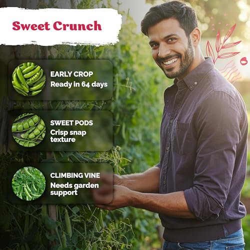 200 Sugar Snap Peas Heirloom Vegetable Seeds for Planting