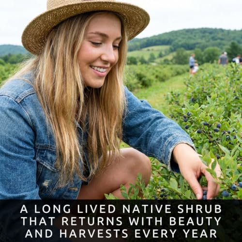 Lowbush Blueberry Seeds for Planting (Lowbush Blueberry)
