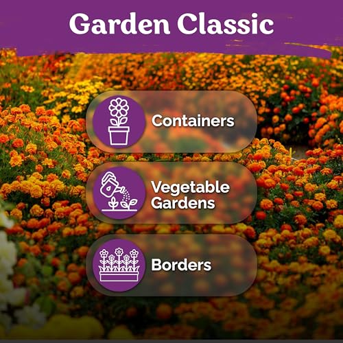 1 000 French Marigold Heirloom Flower Seeds for Planting