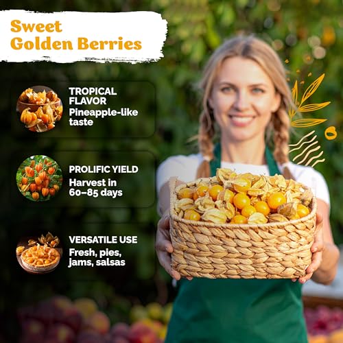 1 300 Pineapple Ground Cherry Heirloom Vegetable Seeds