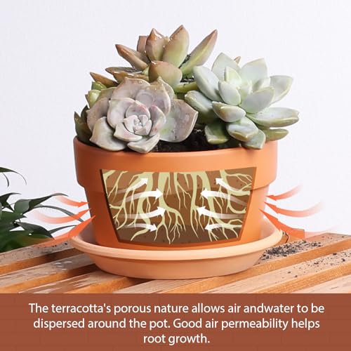 5 Inch Terracotta Shallow Pots Set with Saucer (Shallow 5 inch-6 pcs)